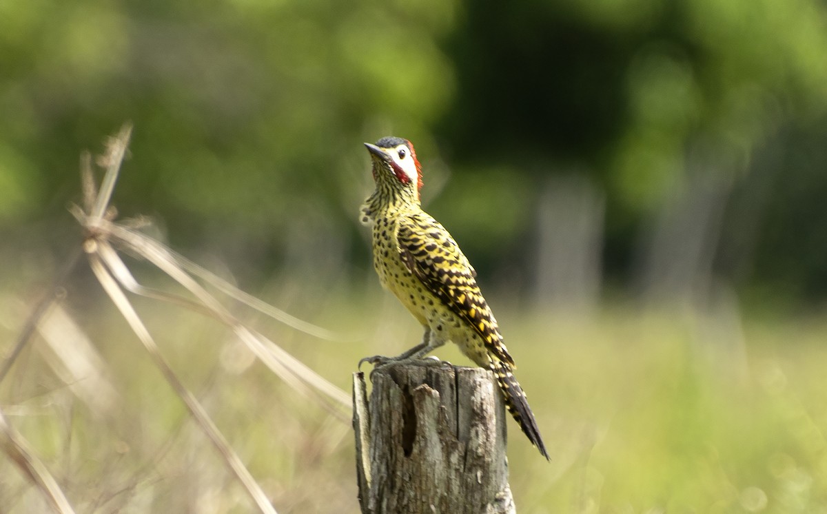 Green-barred Woodpecker (Green-barred) - ML638420275