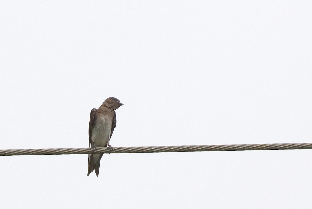 Gray-breasted Martin - ML638420277