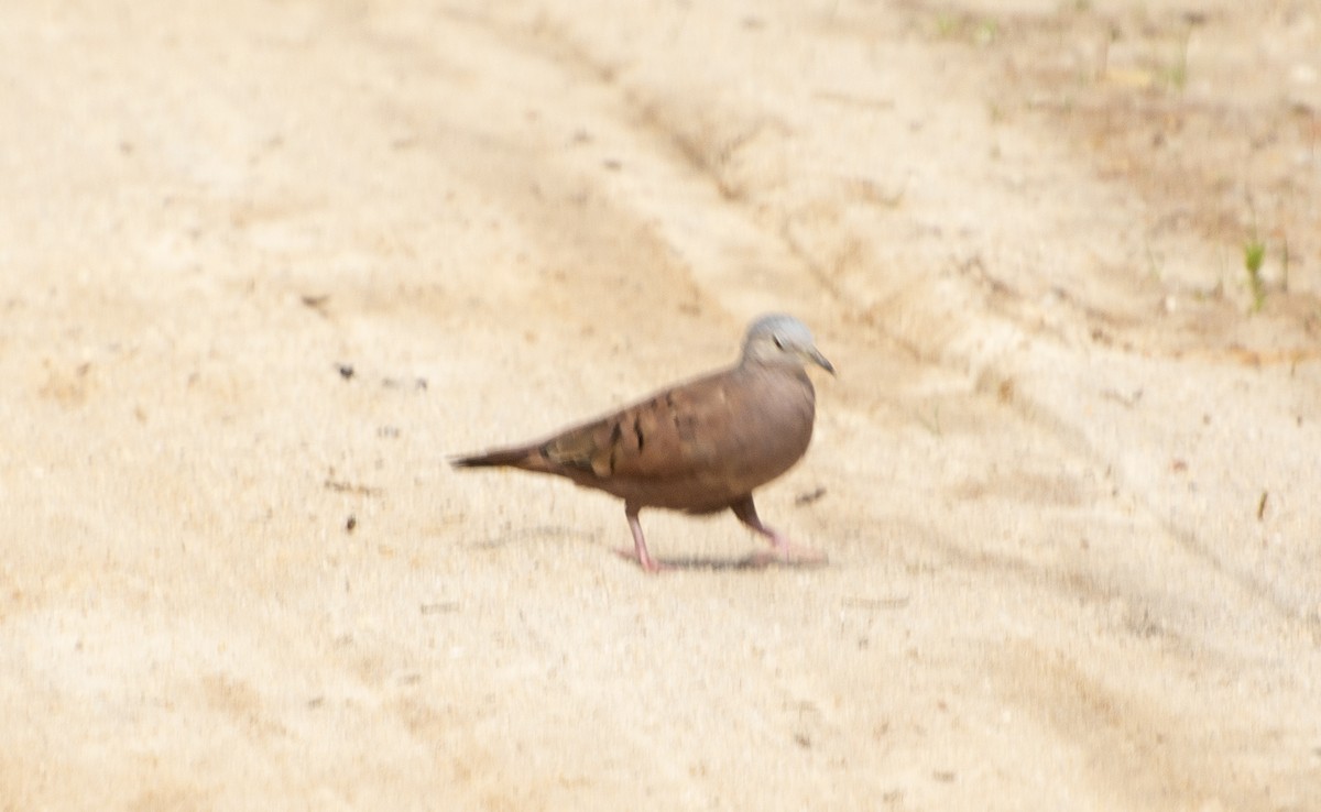Ruddy Ground Dove - ML638420281
