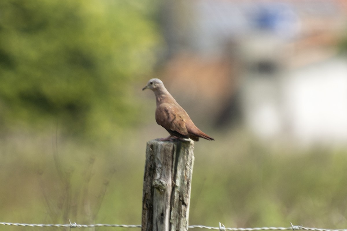 Ruddy Ground Dove - ML638420282