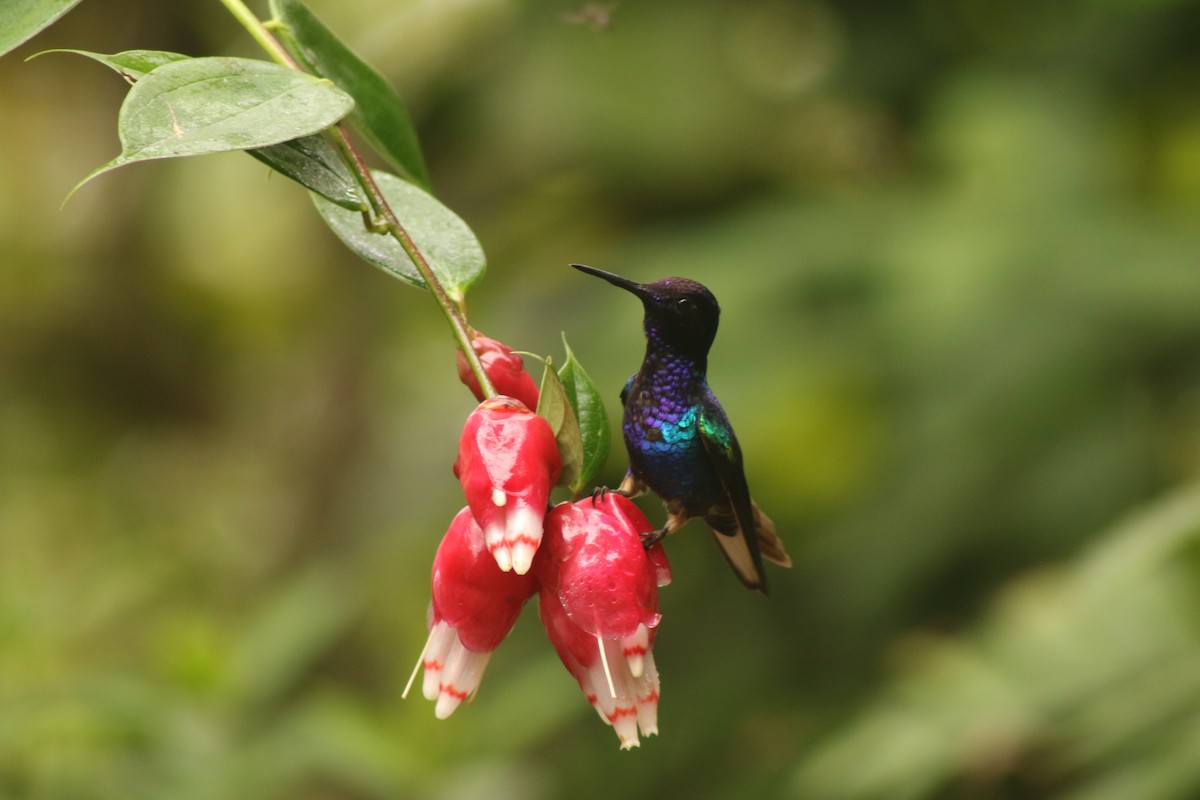Velvet-purple Coronet - ML638420283
