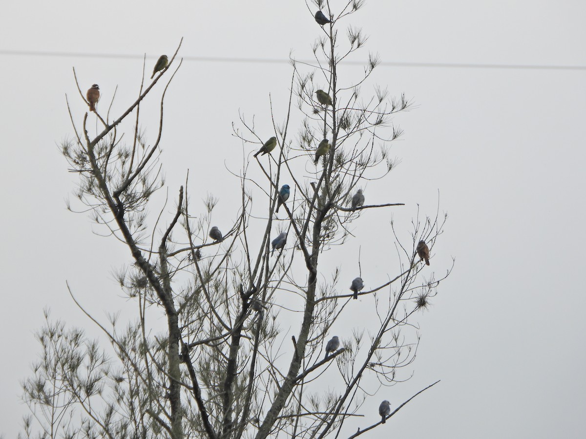 Blue-gray Tanager - ML638420285