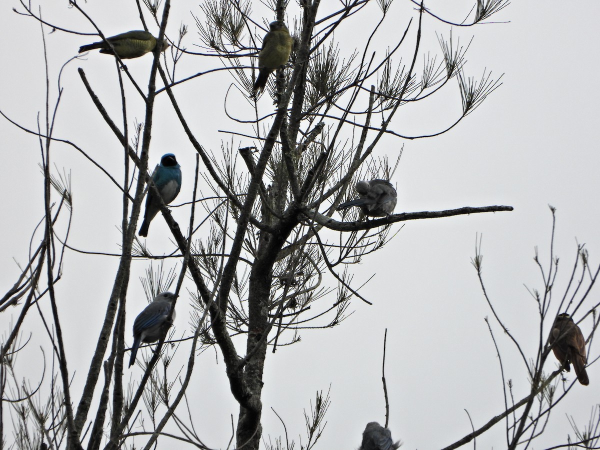 Blue-gray Tanager - ML638420286