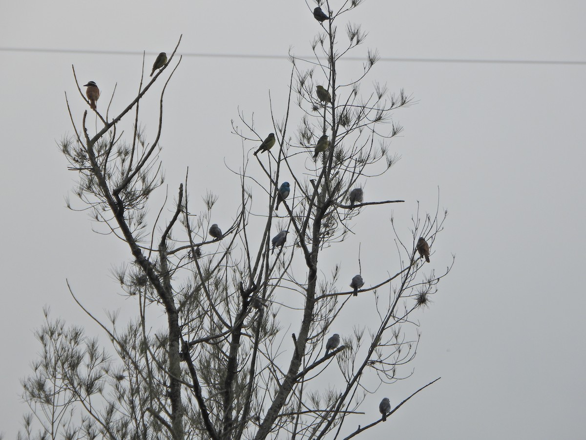 Blue-gray Tanager - ML638420287