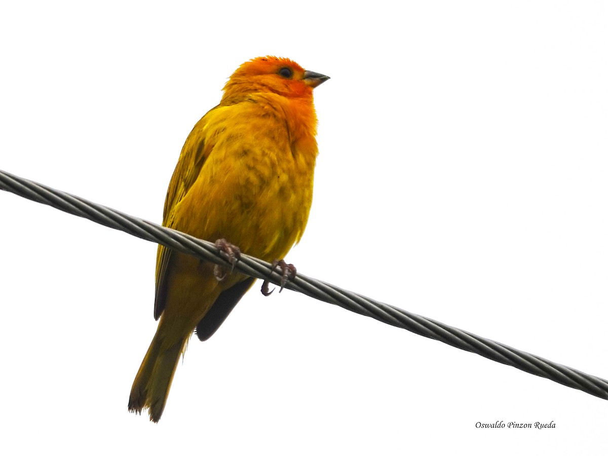 Saffron Finch - ML638420301