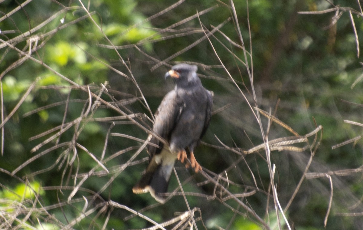Snail Kite - ML638420306