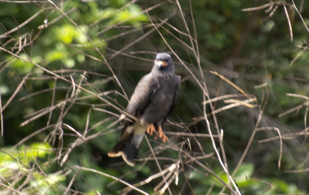Snail Kite - ML638420307