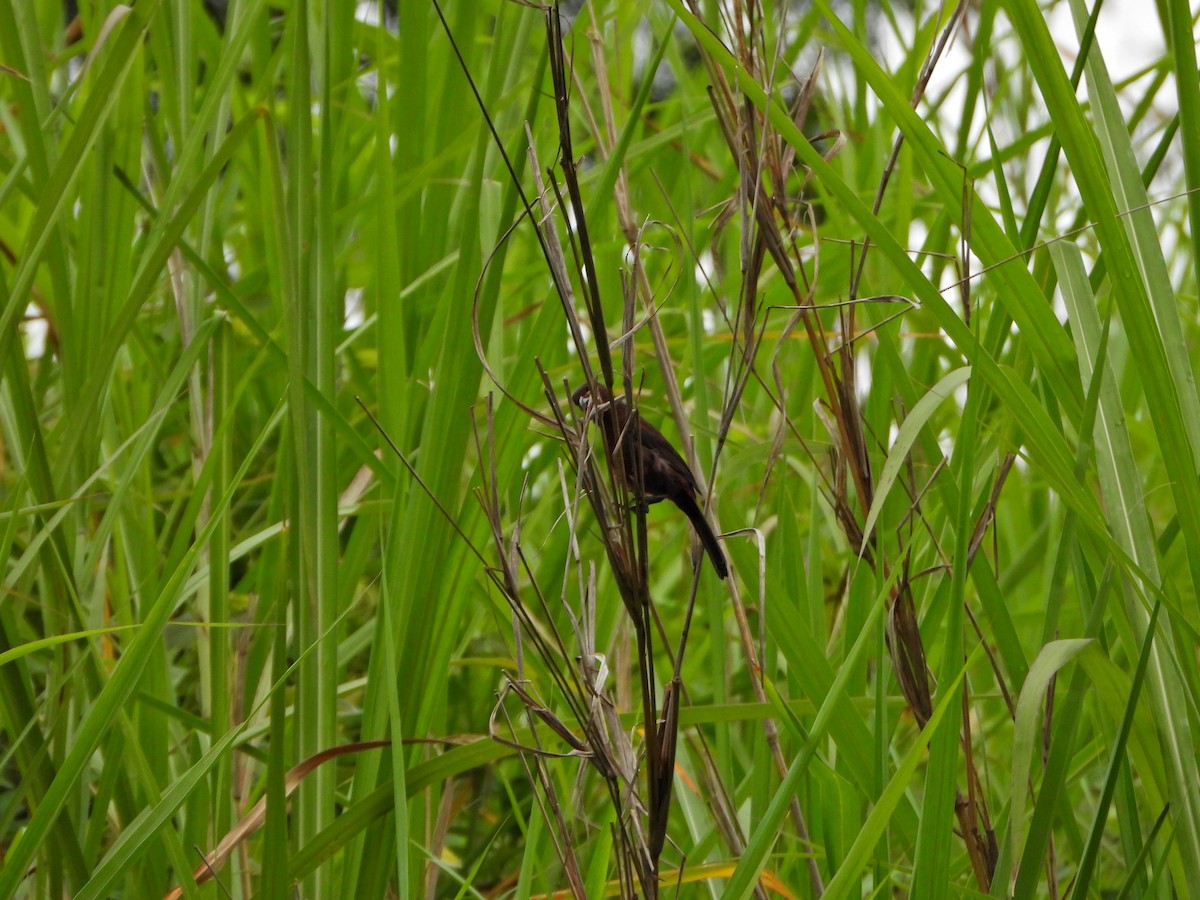 Silver-beaked Tanager - ML638420309