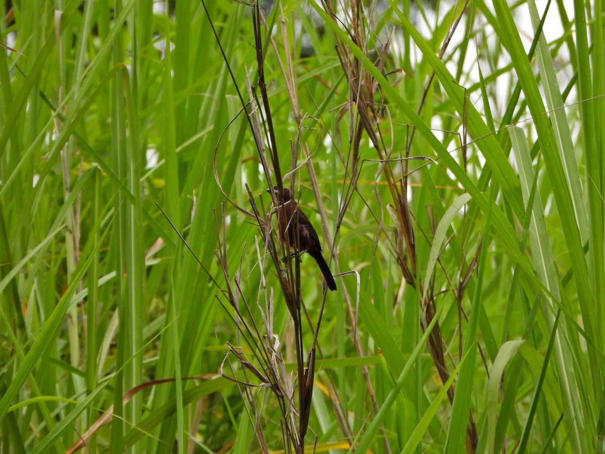 Silver-beaked Tanager - ML638420310