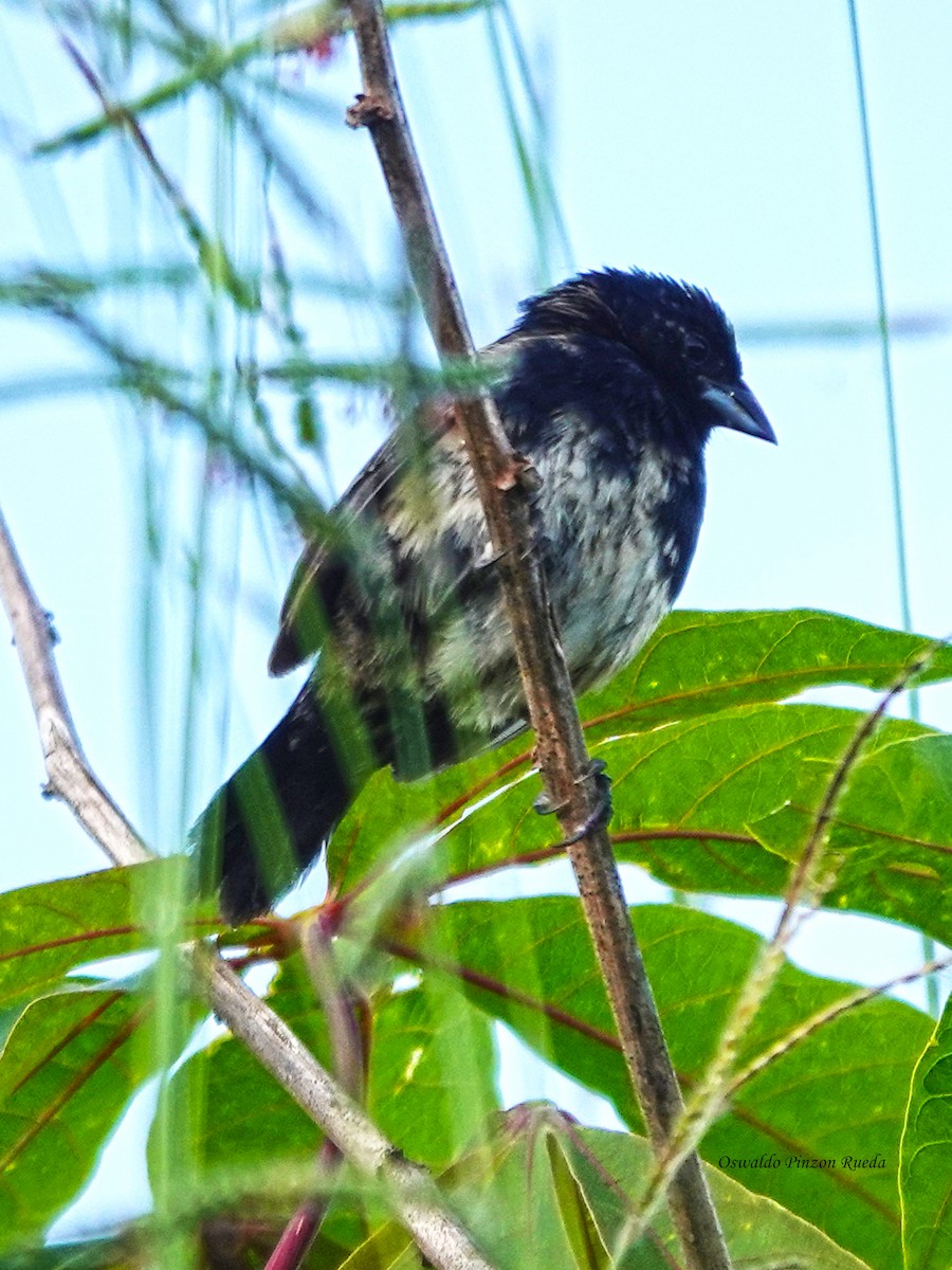 Blue-black Grassquit - ML638420312