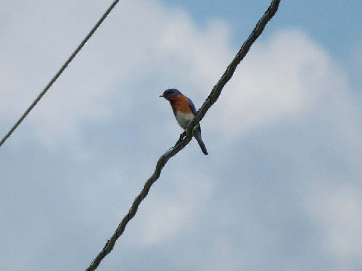 Eastern Bluebird - ML638420330