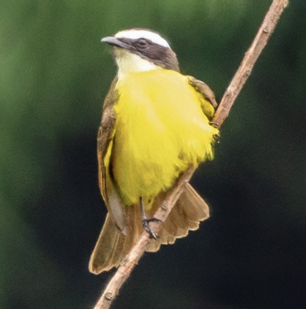 Rusty-margined Flycatcher - ML638420332