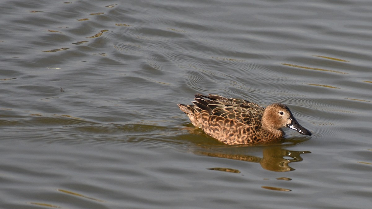 Red Shoveler - ML638420334
