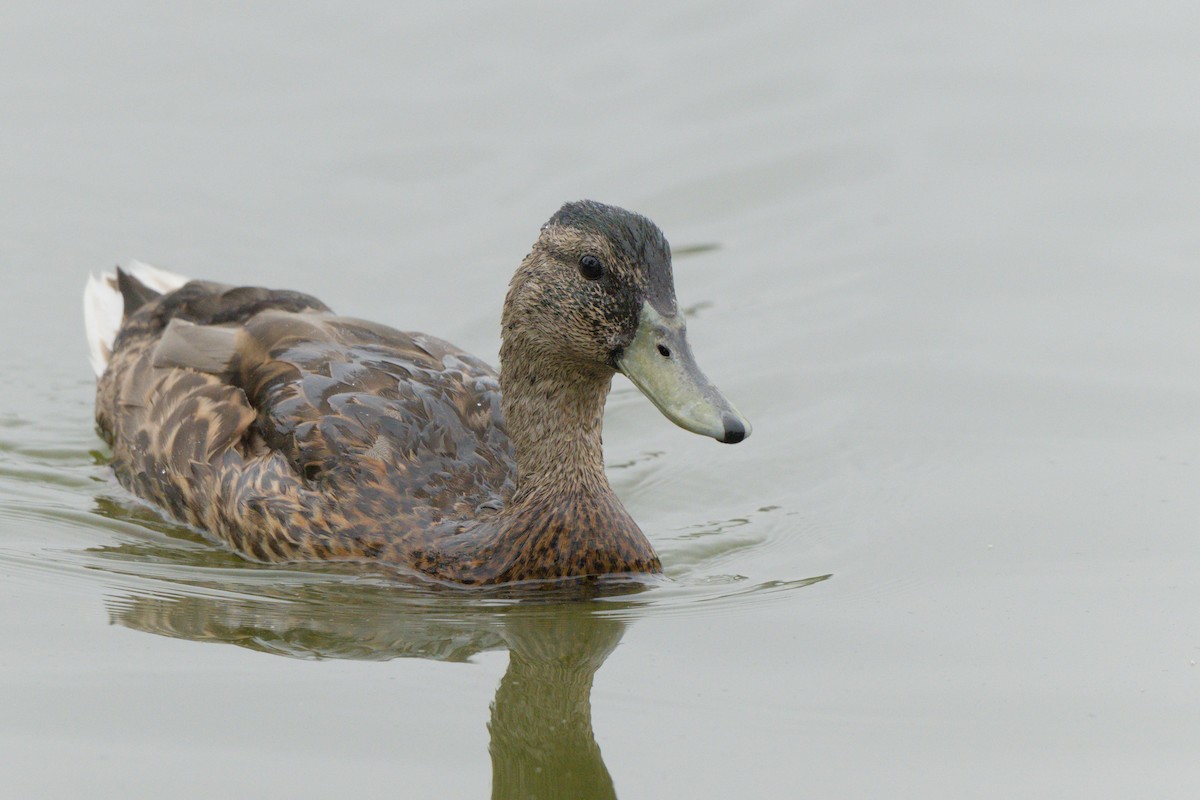 Mallard - ML638420341