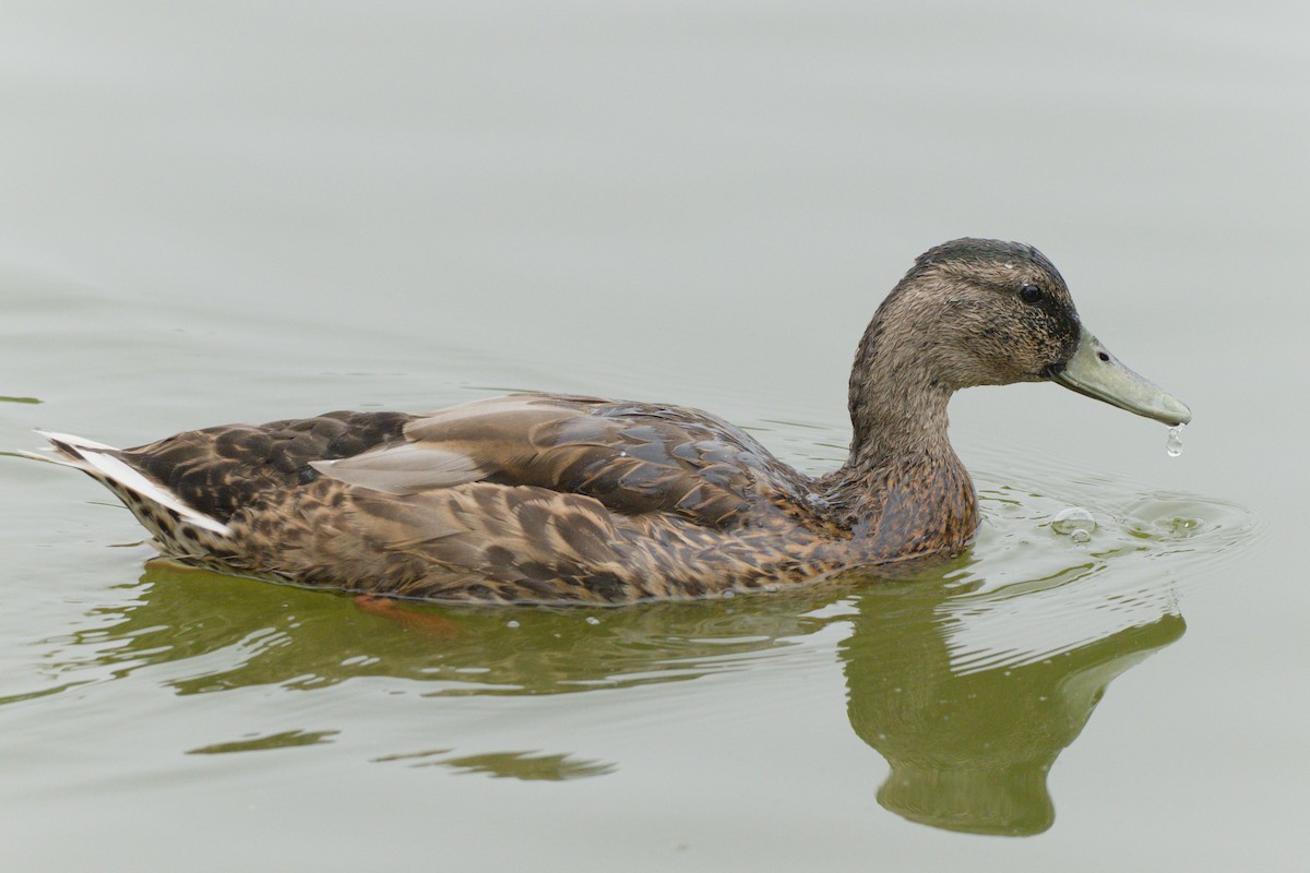 Mallard - ML638420343