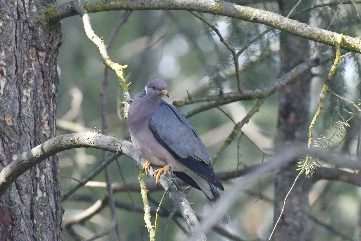 Pigeon à queue barrée - ML638420356