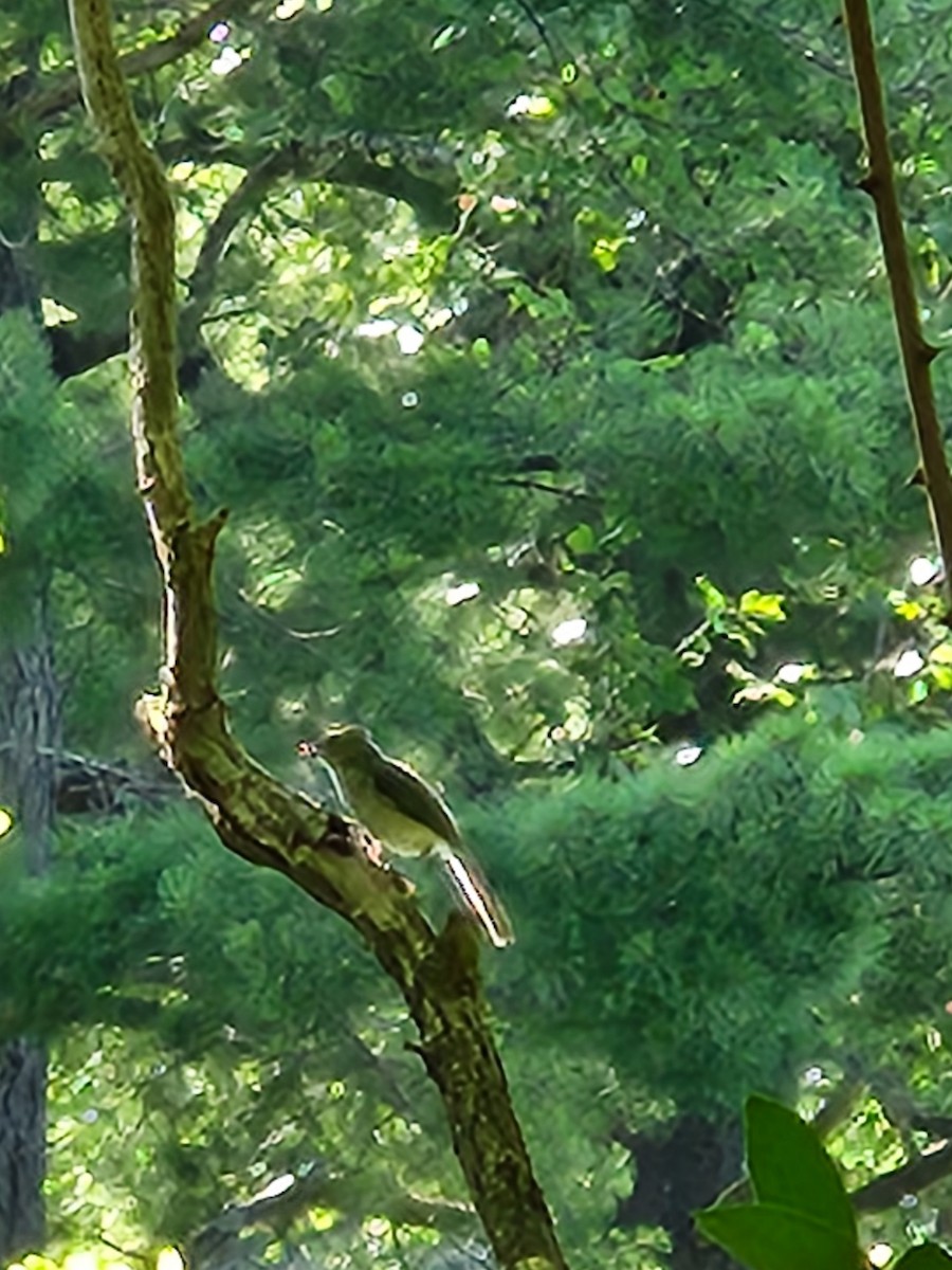 Tufted Titmouse - ML638420373