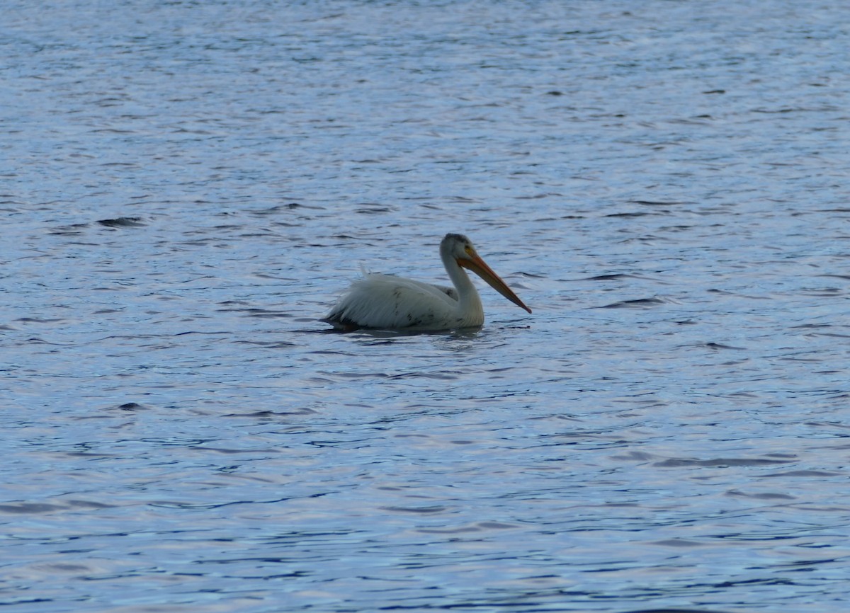 American White Pelican - ML638420378