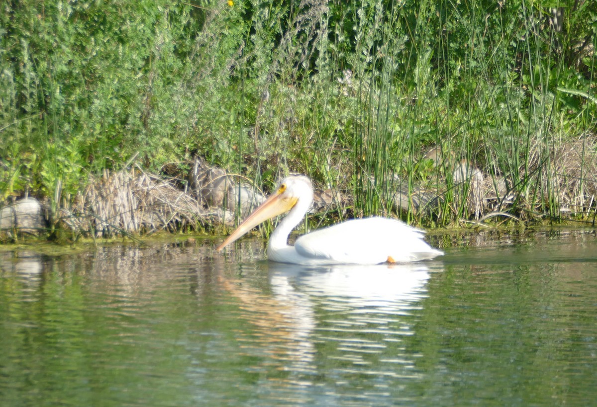American White Pelican - ML638420379