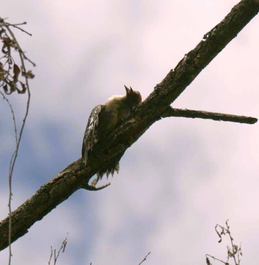 Golden-fronted Woodpecker - ML638420382