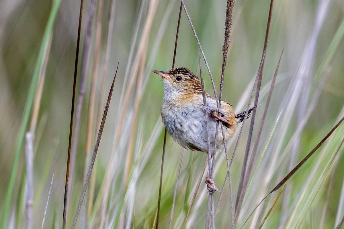 Grass Wren (Northern) - ML638420384