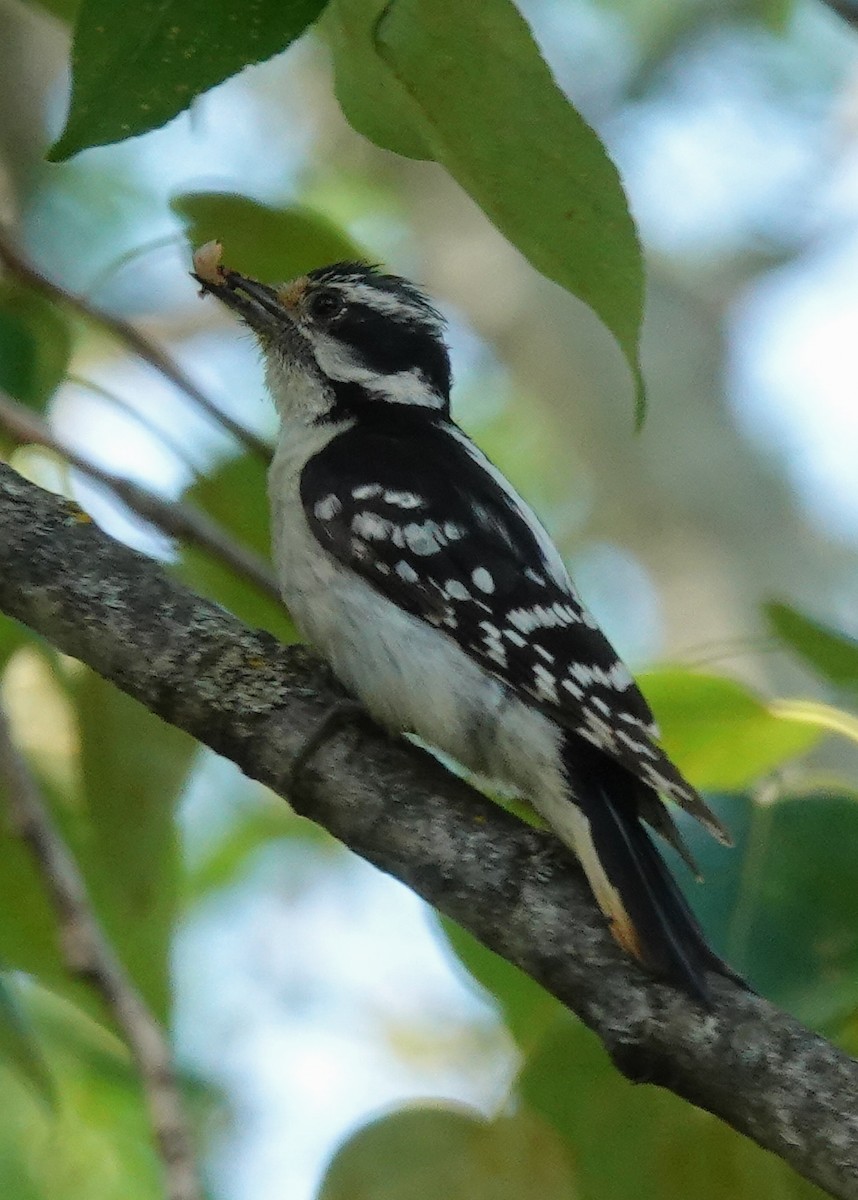 Hairy Woodpecker - ML638420393