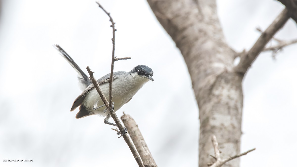 Tropical Gnatcatcher - ML638420400