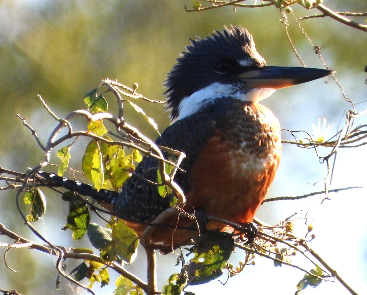 Ringed Kingfisher - ML638420403