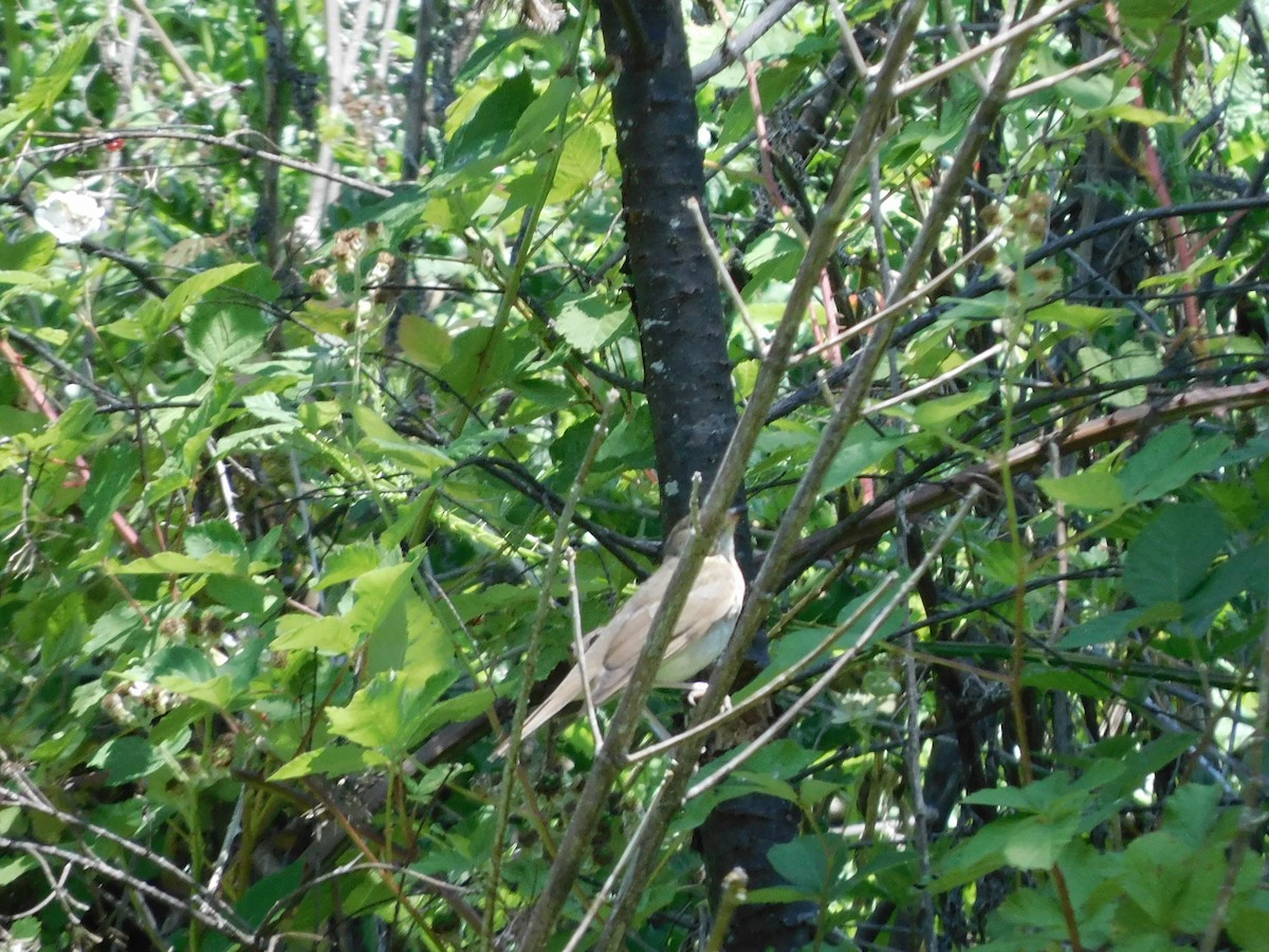 Swainson's Thrush - ML638420406