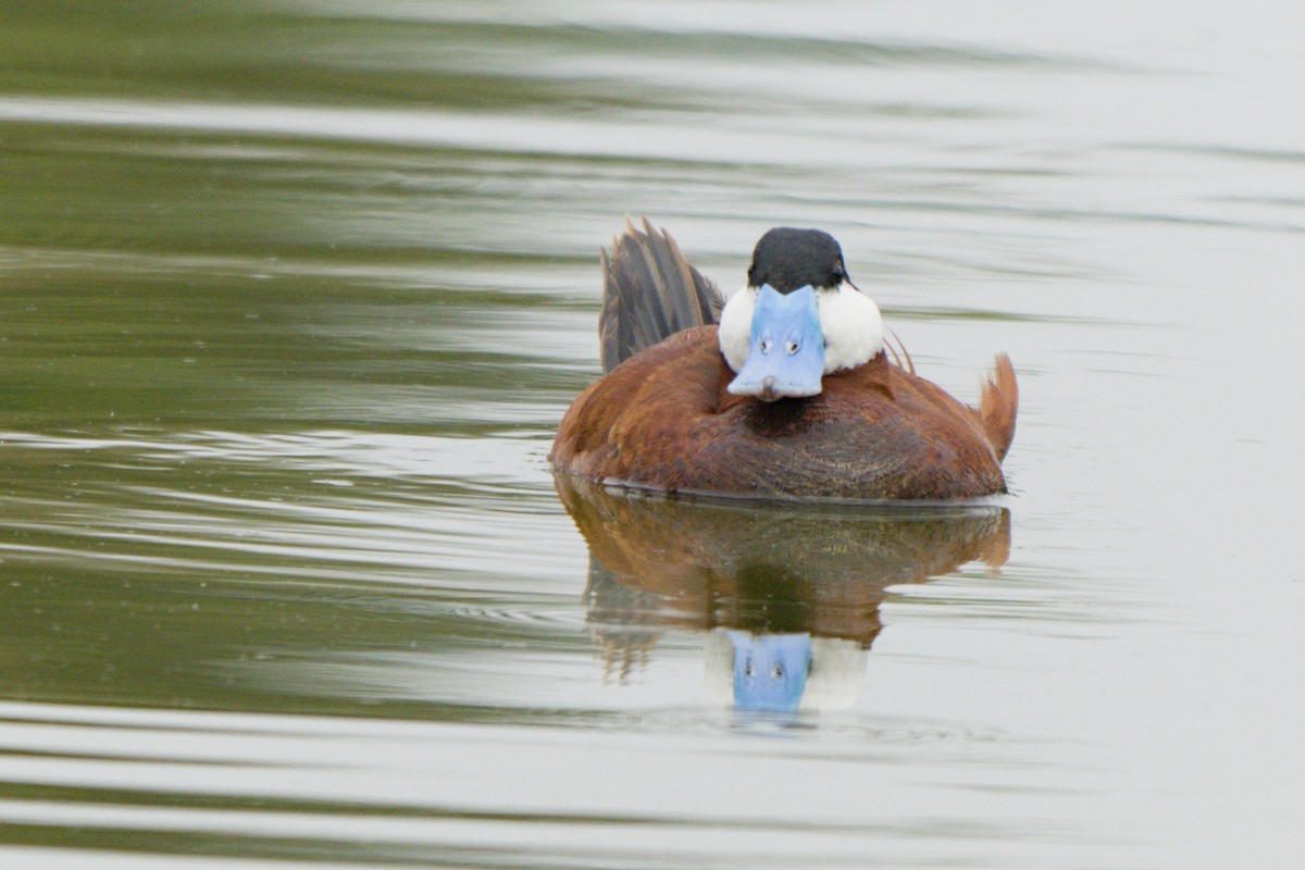 Ruddy Duck - ML638420410