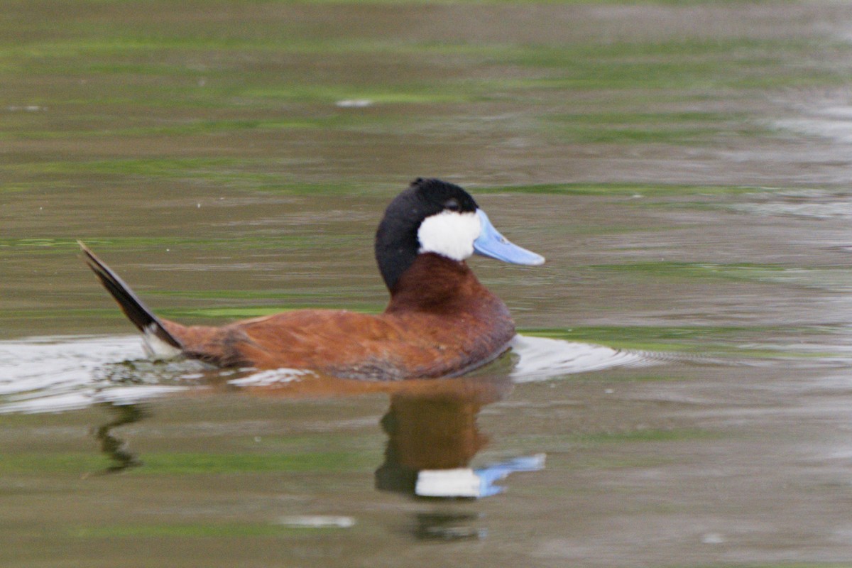 Ruddy Duck - ML638420411