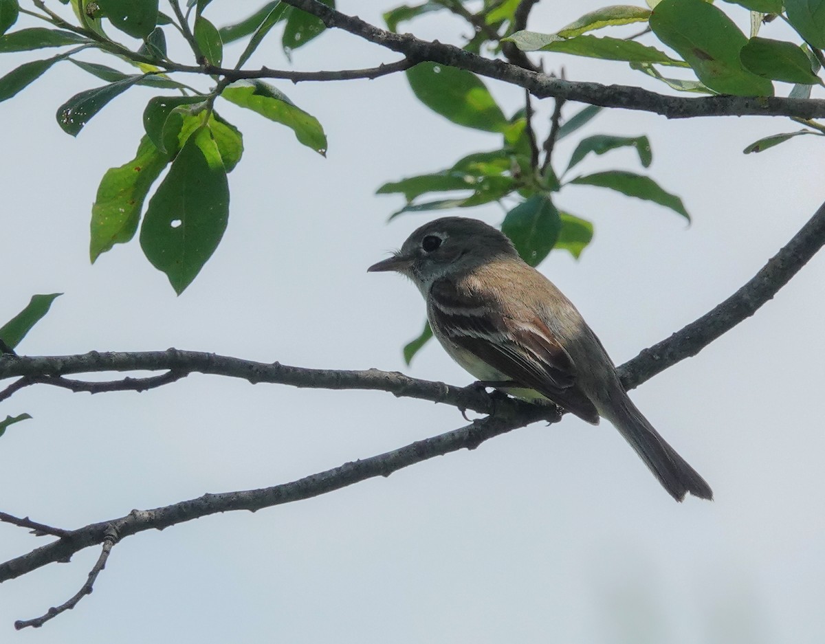Least Flycatcher - ML638420415