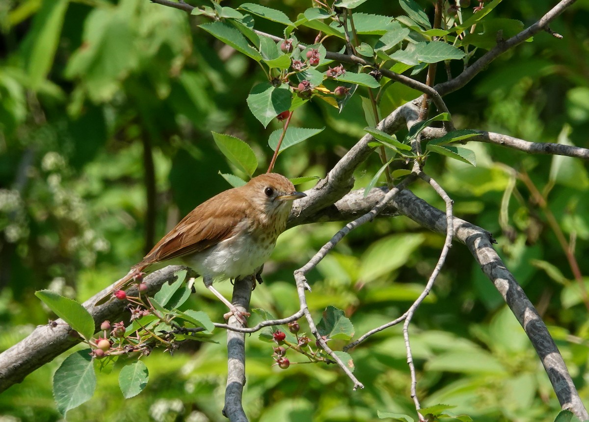 Veery - ML638420443