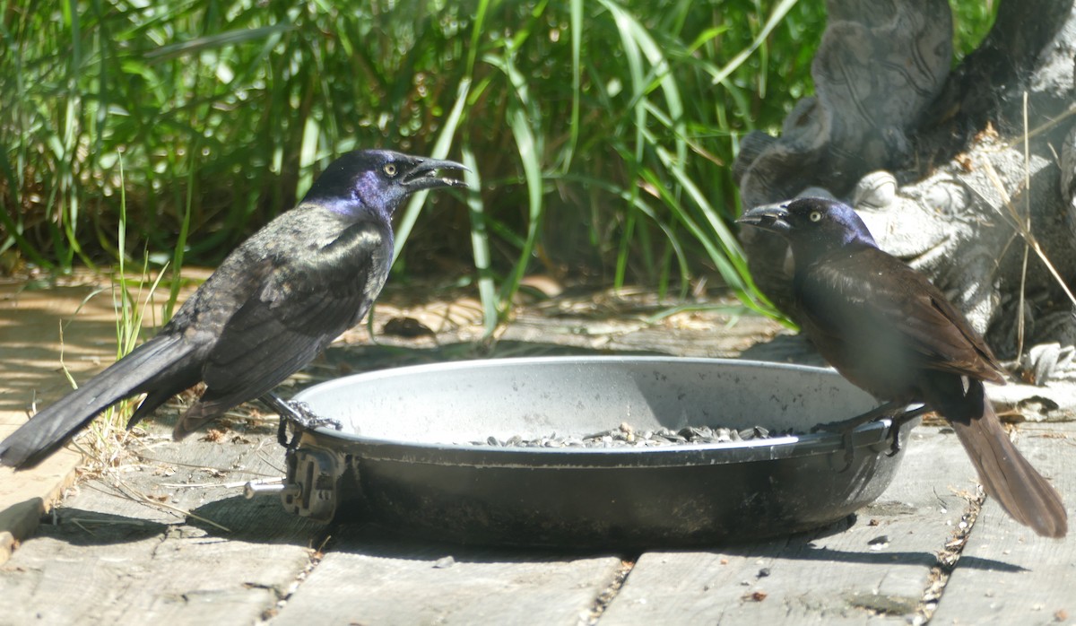 Common Grackle (Bronzed) - ML638420451