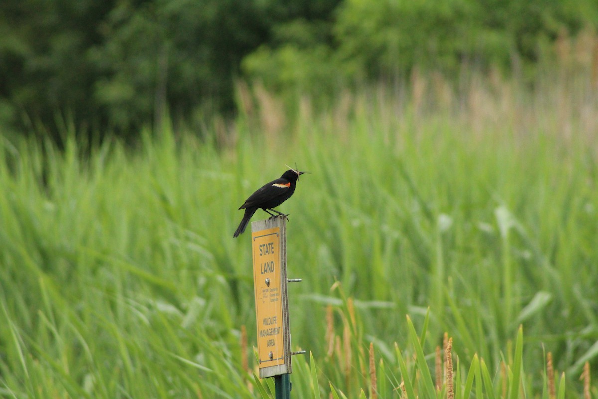 Red-winged Blackbird - ML638420453