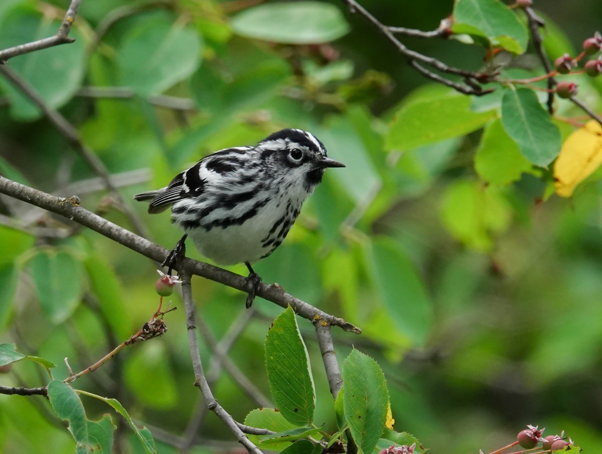Black-and-white Warbler - ML638420457