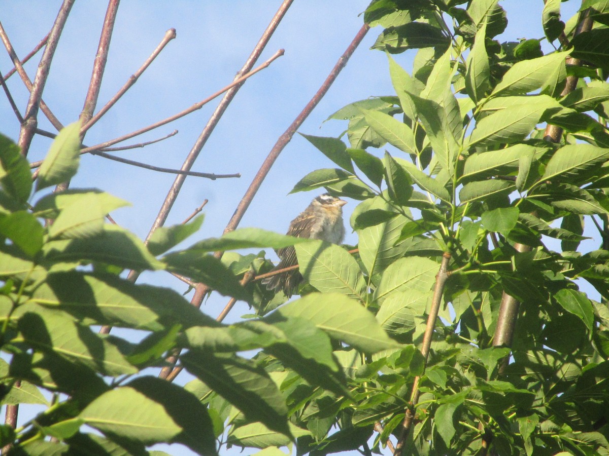 Rose-breasted Grosbeak - ML638420462