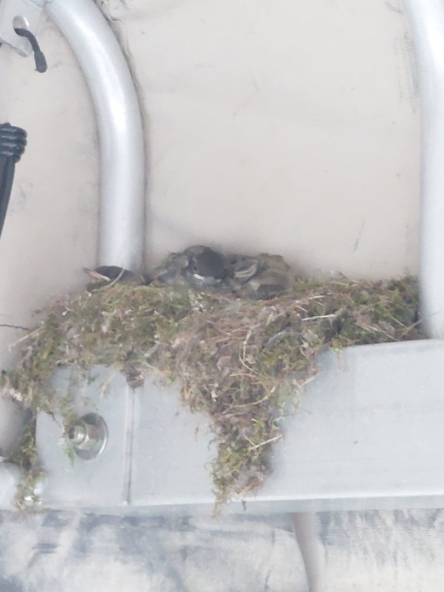 Eastern Phoebe - ML638420470