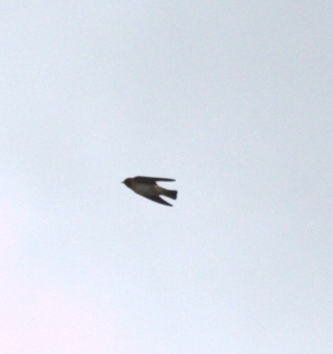 Cliff Swallow - ML638420471