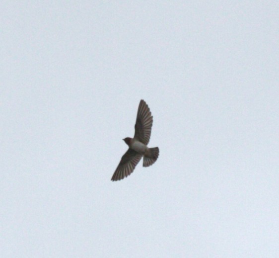 Cliff Swallow - ML638420472