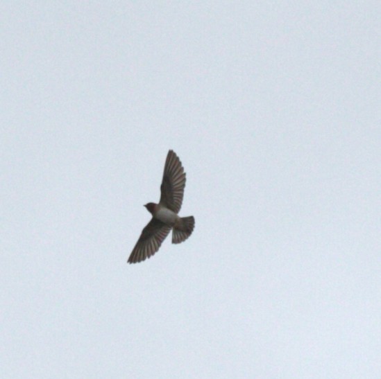 Cliff Swallow - ML638420473