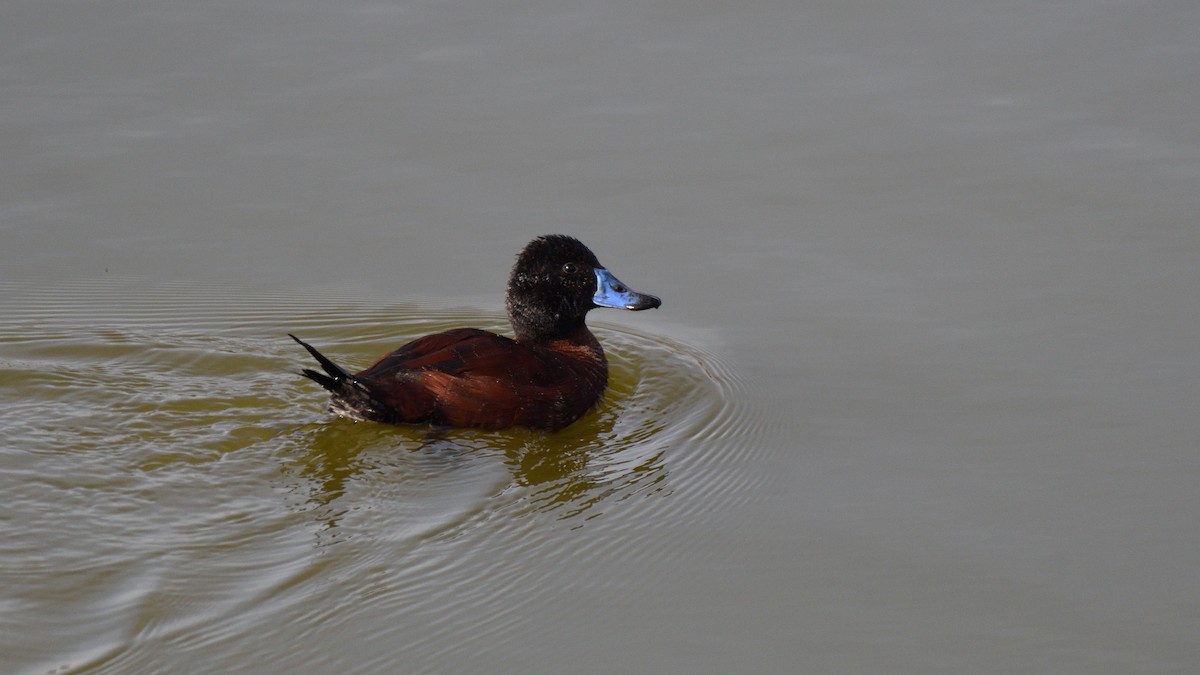 Lake Duck - ML638420480
