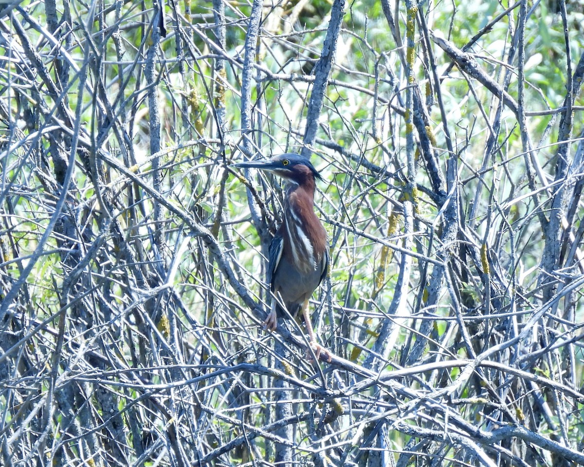 Koartzatxo berdea - ML638420485