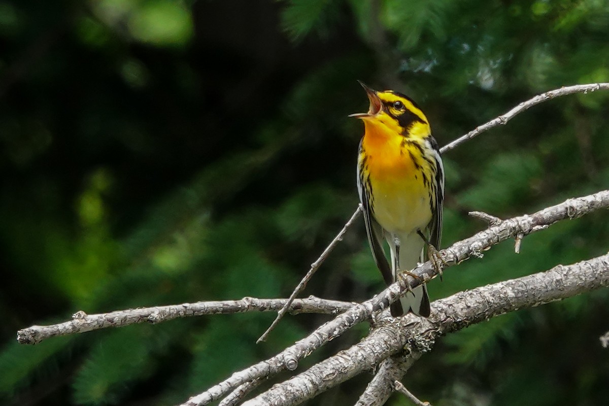 Blackburnian Warbler - ML638420488