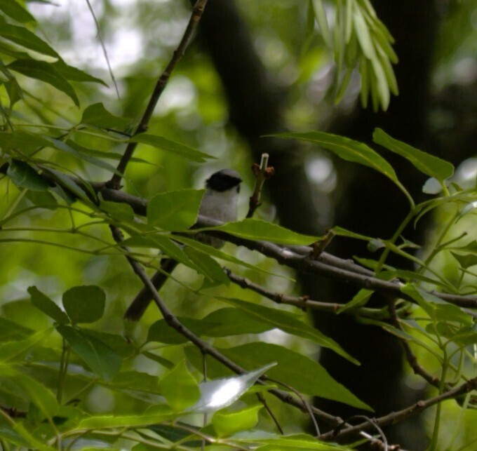 Bushtit - ML638420490