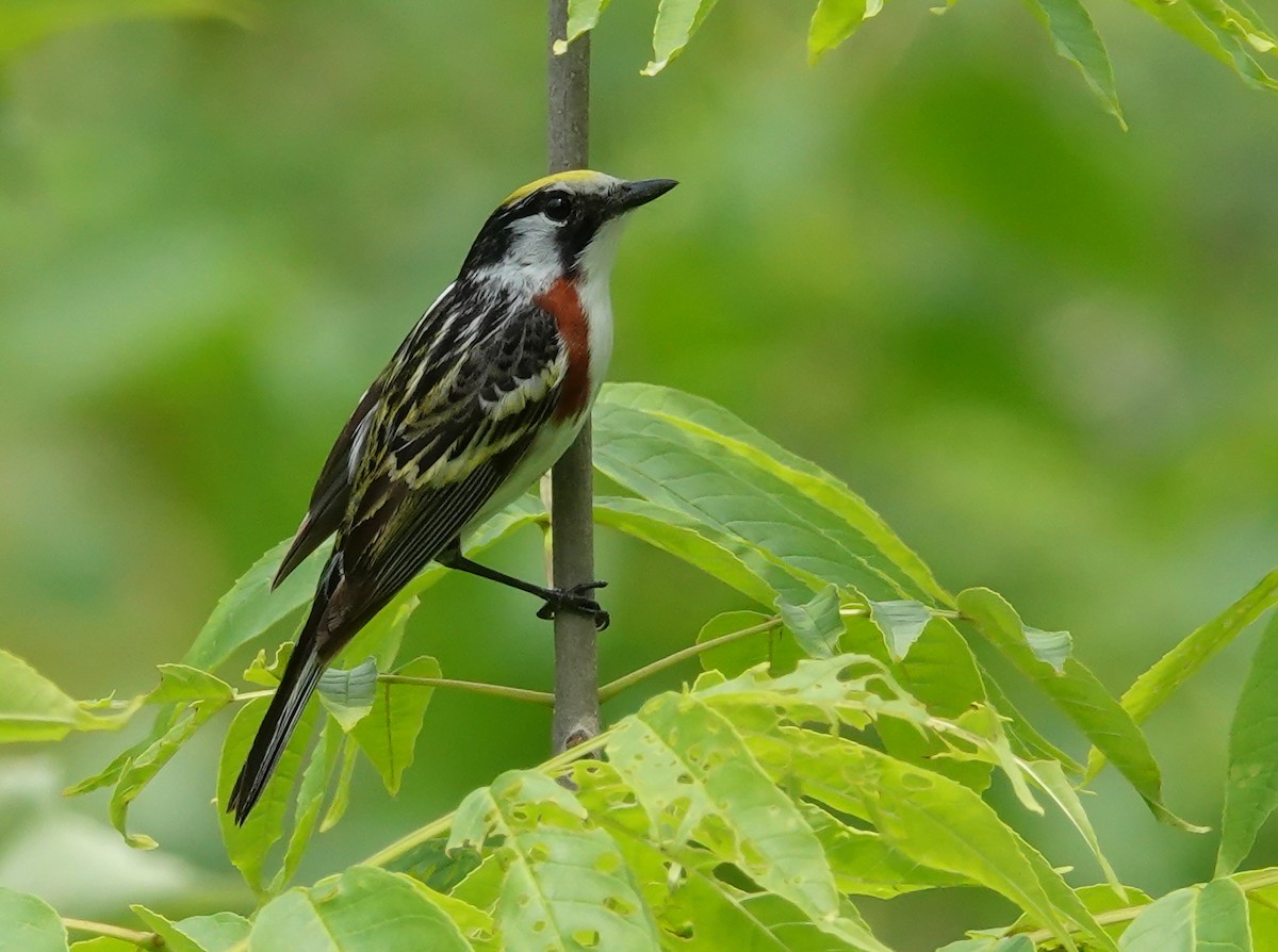 Chestnut-sided Warbler - ML638420492