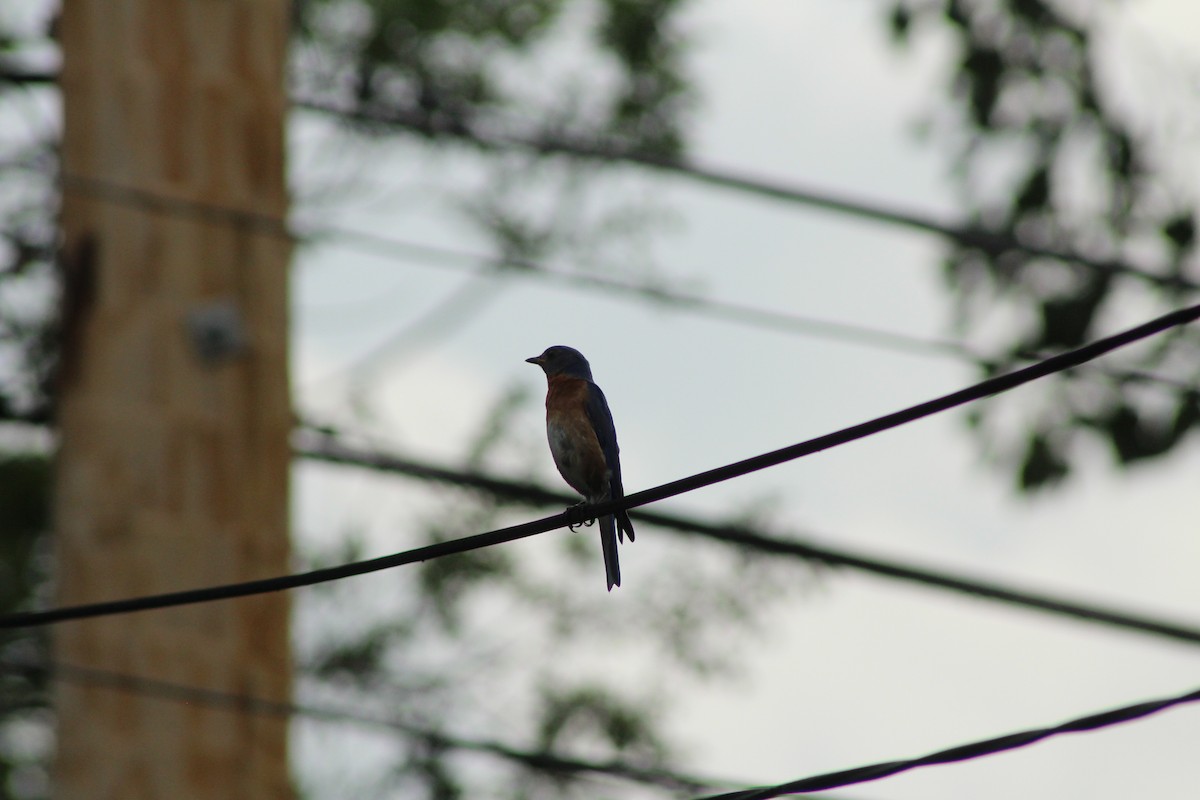 Eastern Bluebird - ML638420498