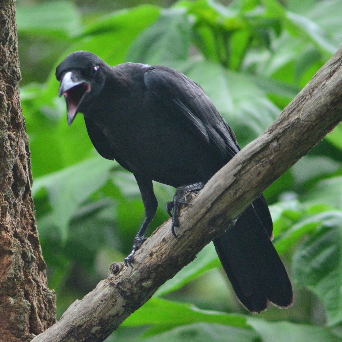 Philippine Jungle Crow - ML638420501
