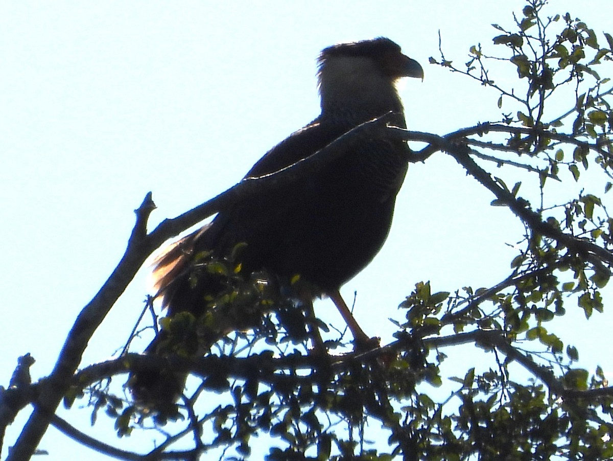 Crested Caracara - ML638420510