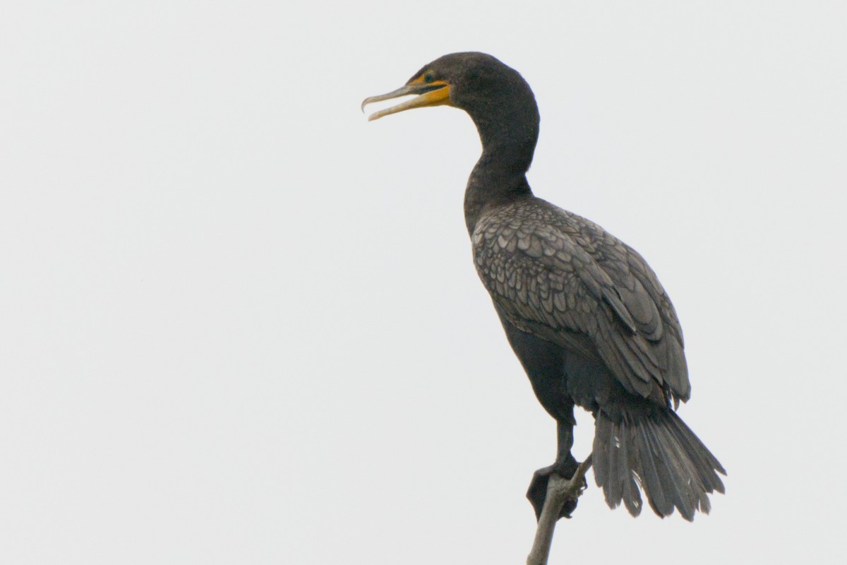 Double-crested Cormorant - ML638420520
